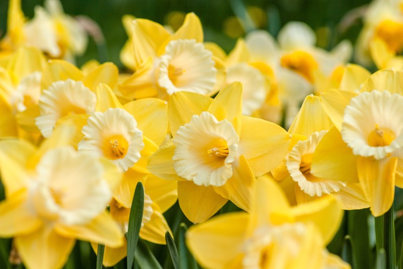 Daffodil Day 2024 is just around the corner!